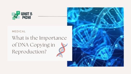 what is the importance of DNA copying in reproduction