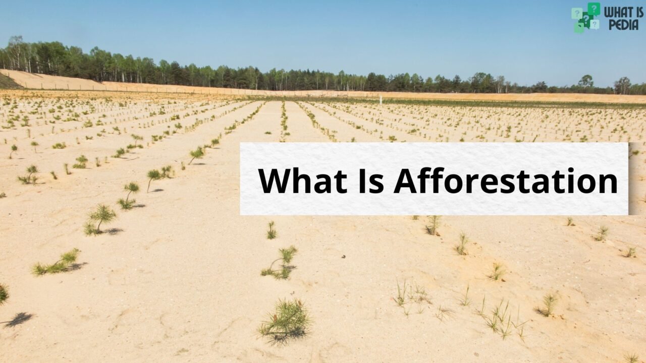 what is afforestation