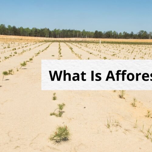 what is afforestation