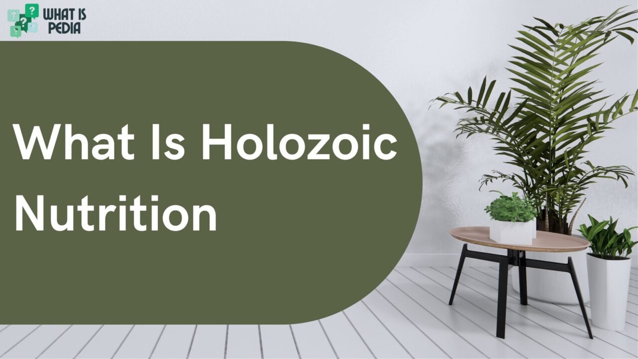 what is holozoic nutrition_