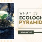 what is ecological pyramid