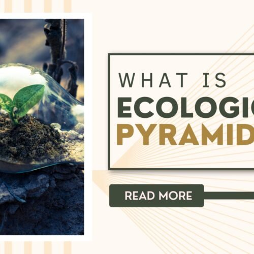 what is ecological pyramid