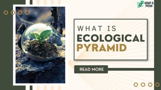 what is ecological pyramid