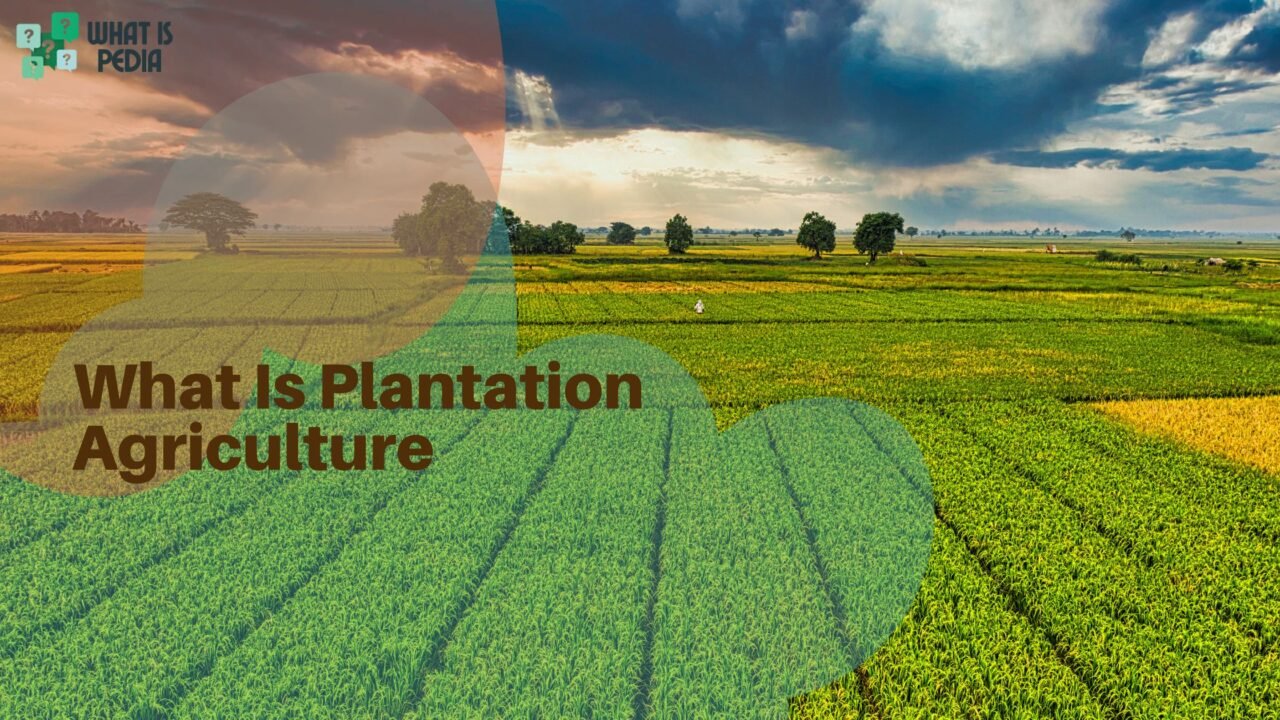what is plantation agriculture
