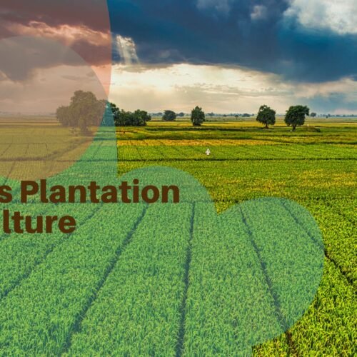 what is plantation agriculture