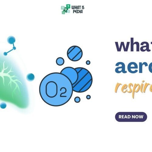 what is aerobic respiration