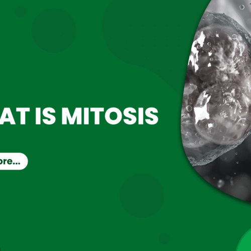 what is mitosis