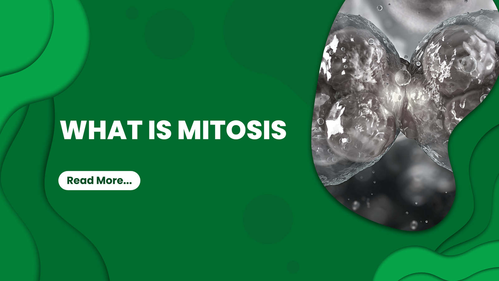 what is mitosis